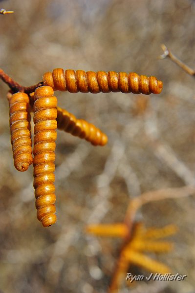 _DSC0195.JPG - Quite interesting seed pods.