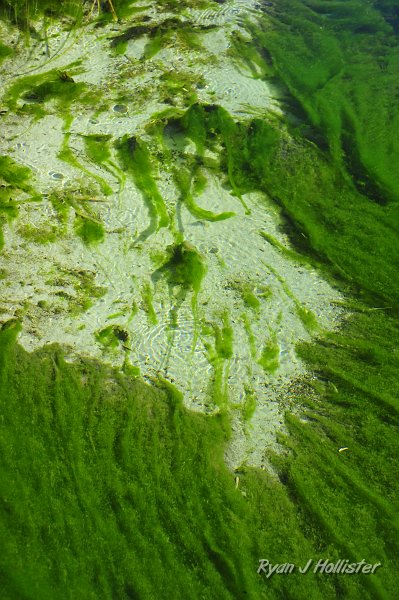 _DSC0197.JPG - The creek was amazingly clear, for reasons to be seen in several photos.
