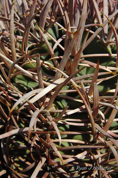 _DSC0234.JPG - Barrel cactus detail.