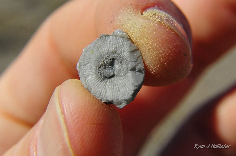 _DSC0238.JPG - A pretty sizeable crinoid stalk.