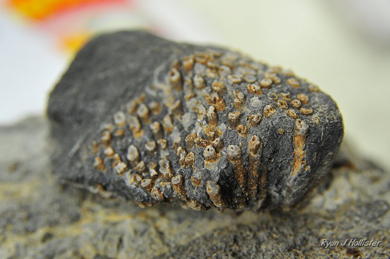 _DSC0392.JPG - Some awesome syringopora corral.