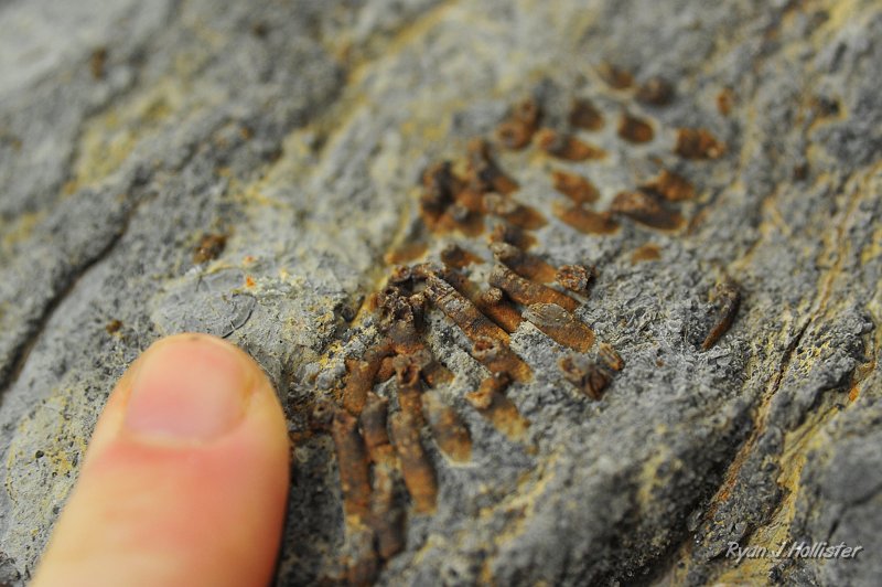 _DSC0393.JPG - Another large sample of the syringopora.
