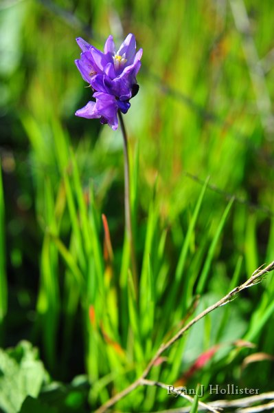 RJH_7790.JPG - Blue dick.