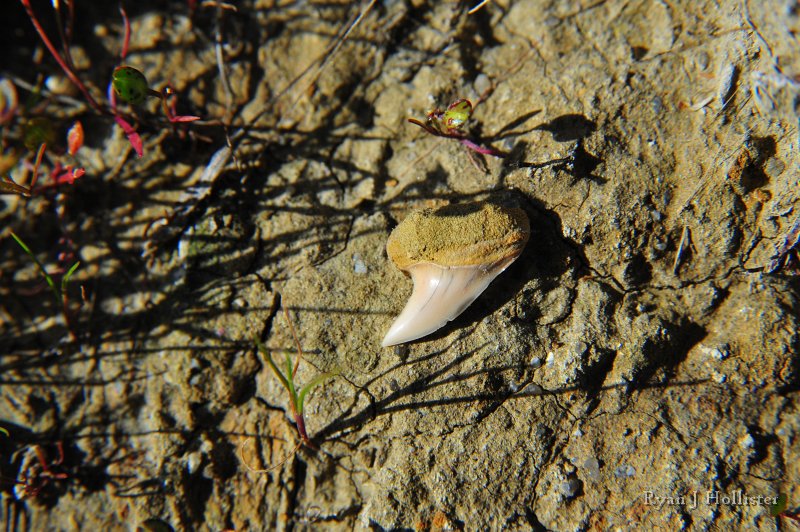 RJH_7791.JPG - Here's the largest sharktooth I found on the day.  It was .5 inches long and wide.
