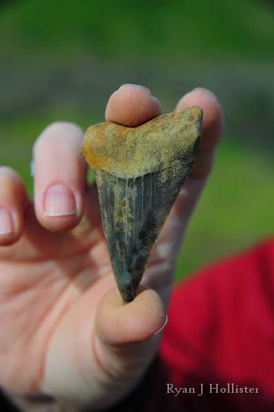 RJH_7796.JPG - Toni, a trip driver for many years, had teh best luck of the day and found what we all think might be a Carcharocles megaladon tooth.