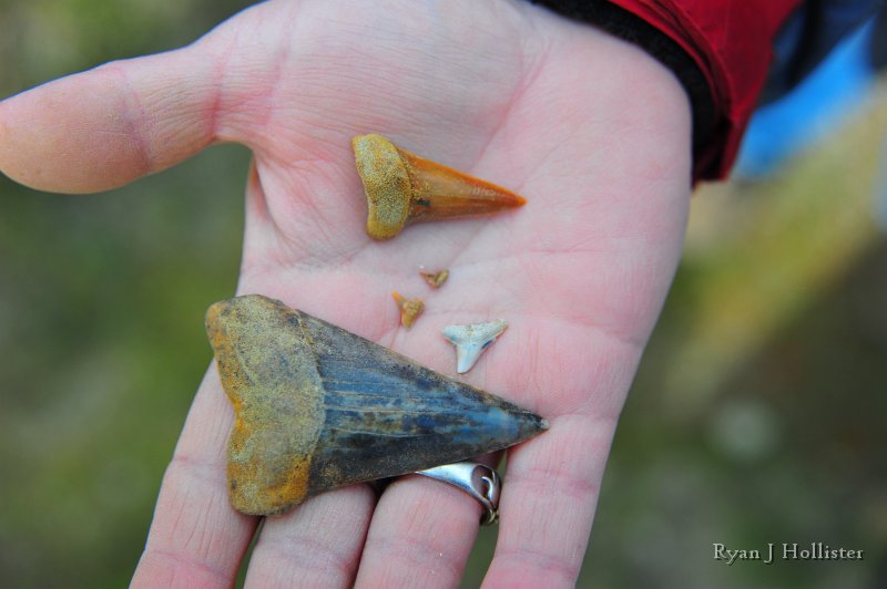 RJH_7797.JPG - Toni's tooth next to my two super-small samples and a few other folks' teeth. The smallest tooth is 5mm long by 6mm wide.