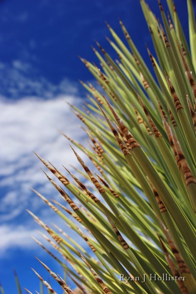RJH_7806.JPG - Zoom of a Joshua Tree.