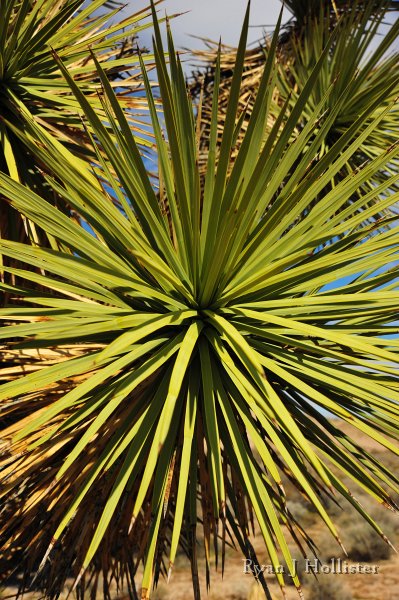 RJH_7813.JPG - In your face, Joshua tree.