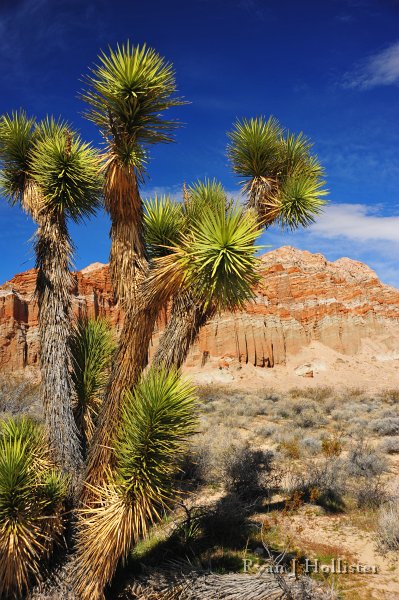 RJH_7815.JPG - Joshua Tree and the Ricardo Formation of rocks at Red Rock St. Park.