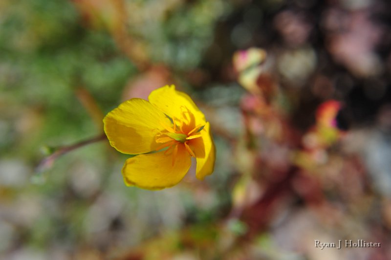 RJH_7889.JPG - I need to ID this flower.