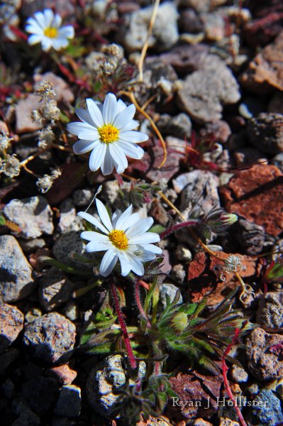 RJH_7890.JPG - I need to ID this flower.