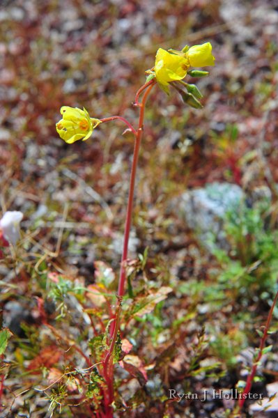RJH_7897.JPG - I need to ID this flower.