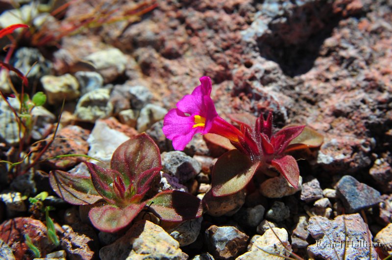 RJH_7901.JPG - Bigelow's monkeyflower.