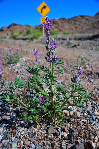 RJH_7906.JPG - Lupine greeted us at several points along the way.