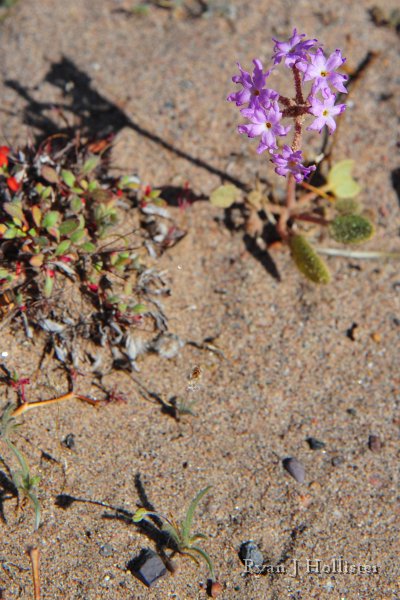 RJH_7916.JPG - I do believe this is a type of desert sand verbena.