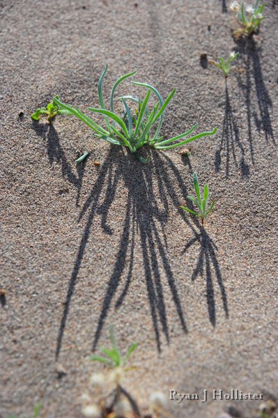 RJH_7921.JPG - Pretty shadows on the sand.