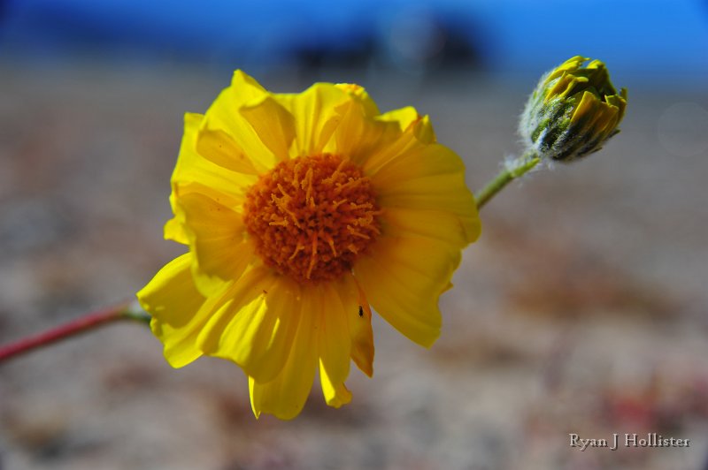 RJH_7926.JPG - Desert Gold with a friend.