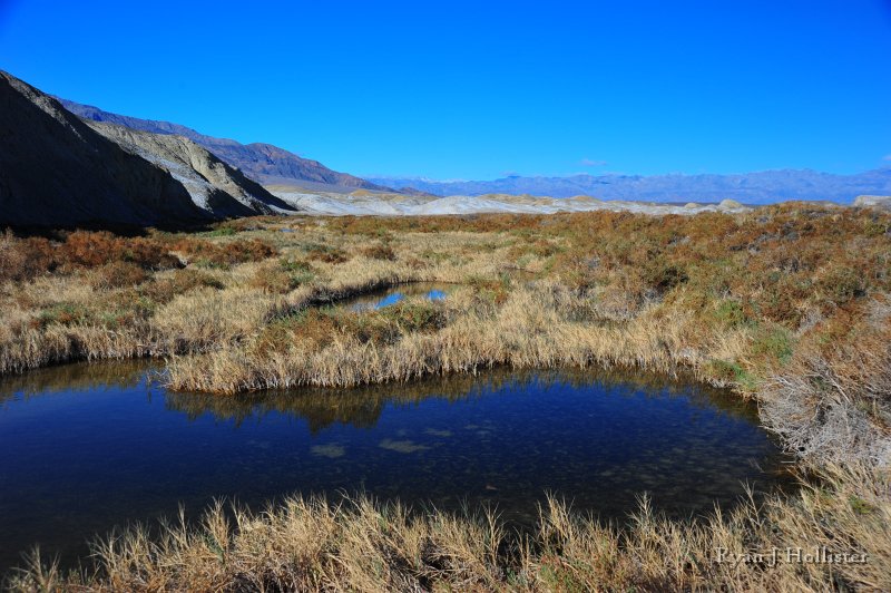 RJH_8023.JPG - If you take the trail extending off of the boardwalk one can see hundreds of pupfish in small pools along the creek.