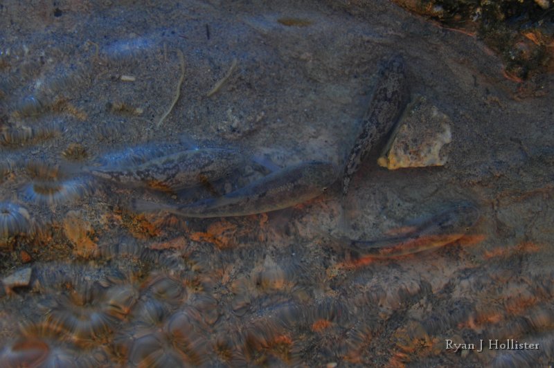 RJH_8029.JPG - Here are the stars of the show- Salt Creek Pupfish.  Remnants of a pupfish that once lived in Lake Manly during the most recent Ice Age.  It's thought their ancestors migrated up the ancient chain of Basin & Range Lakes from the Colorado River.