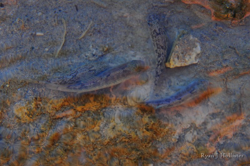 RJH_8031.JPG - Now these fish must survive water that is over 100 degrees in the summer and four times saltier than the ocean.