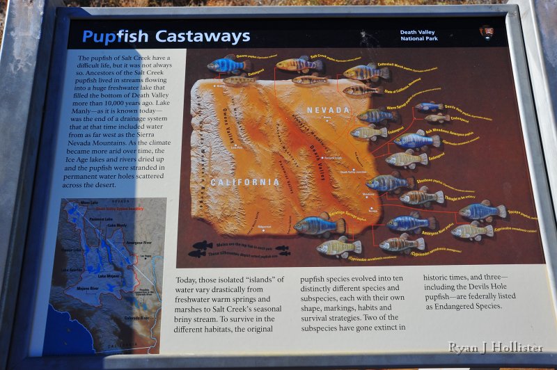 RJH_8032.JPG - The full story of the pupfish.