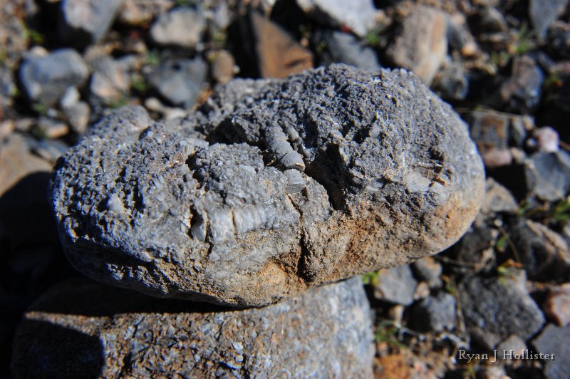 RJH_8036.JPG - I found a few poor crinoid stems.