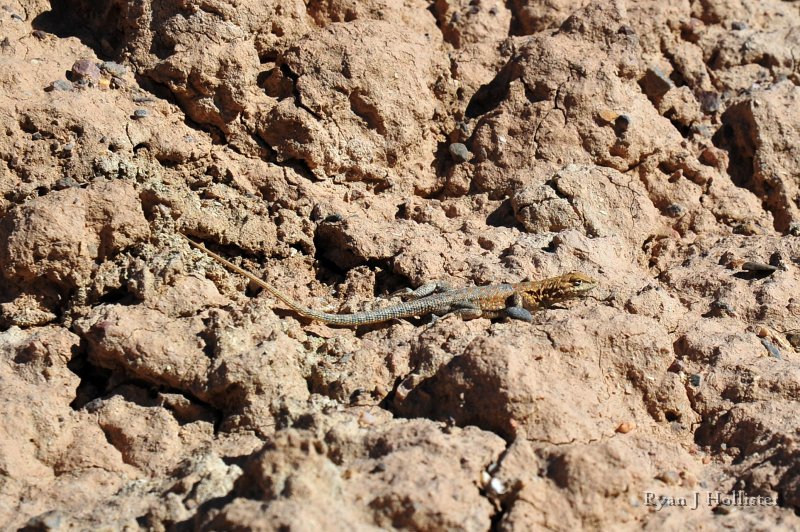 RJH_8092.JPG - We found a friend while hiking.