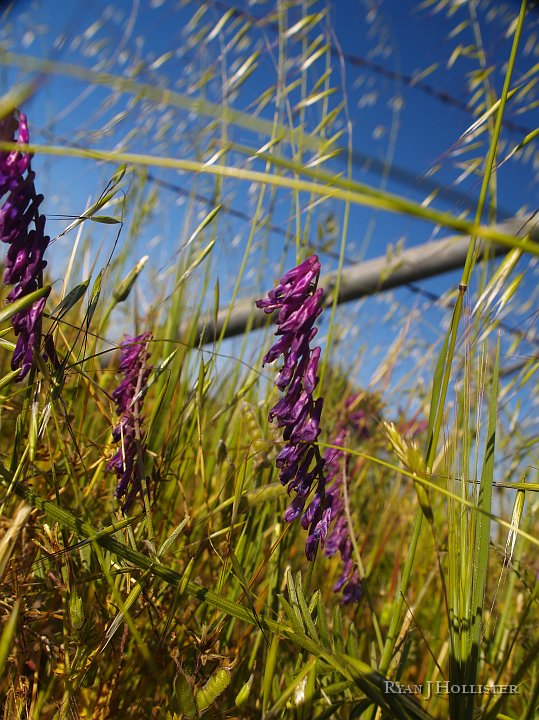 _4047789.JPG - Still waiting on my flower ID book.