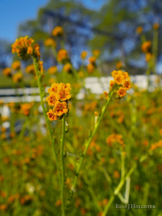 _4047791.JPG - Still waiting on my flower ID book.