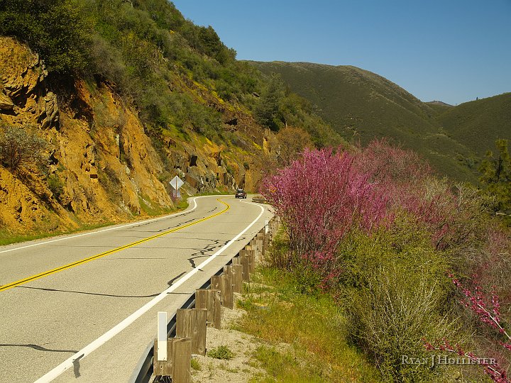 _4047798.JPG - The redbuds were blooming everywhere.