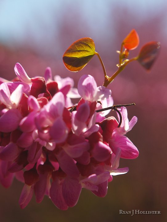 _4047810.JPG - Redbud close-up.