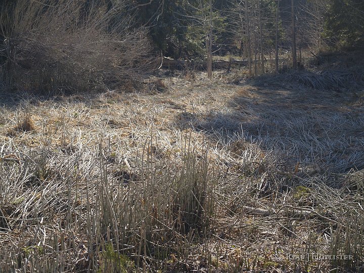 _4047889.JPG - I suspect these horsetails were airblast victims.