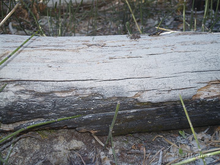 _4047896.JPG - Granite dust on top, old burn on bottom.