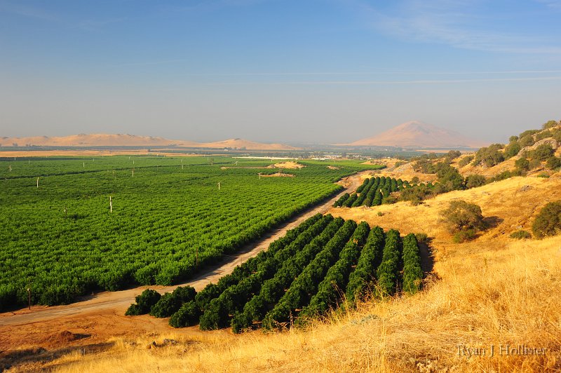RJH_5900.JPG - A better view of the citrus trees and inselbergs.