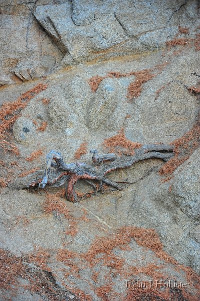 RJH_5986.JPG - Roots in rocks?  Yup