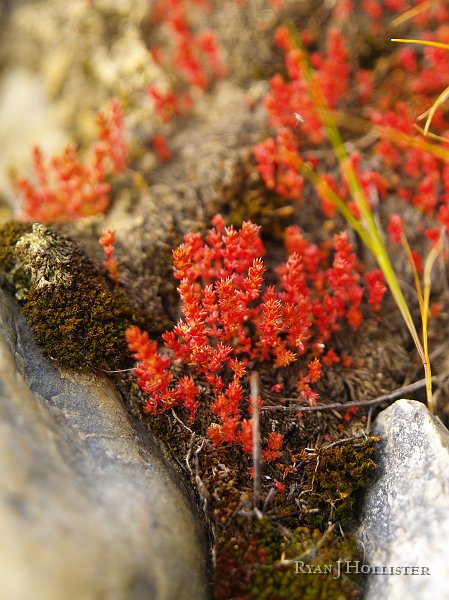 _3147053.JPG - Some biology got in the way of my next several shots on the tailings pile.  Hopefully a botanist will tell me what this is one day.