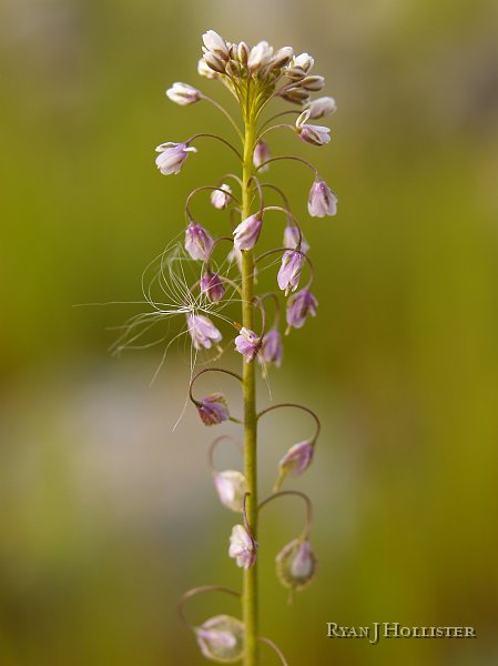 _3147055.JPG - More living stuff?  I thought this was a geology field trip.
