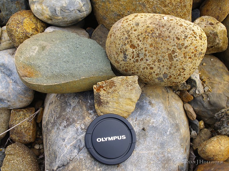 _3147059.JPG - So far I've mentioned metamorphic & intrusive igneous rocks found in the tailings, but here are also some great examples of greenstone on the left & very porphyritic volcanic rock at right. Hmmm....