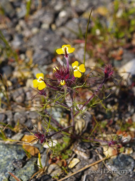_3147129.JPG - On to the next stop:  The Pine Tree Mine.   I'll get around to looking-up these flowers one day.