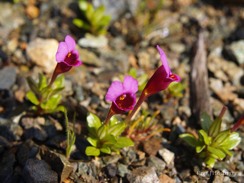 _3147130.JPG - I thought these little flowers were cute.
