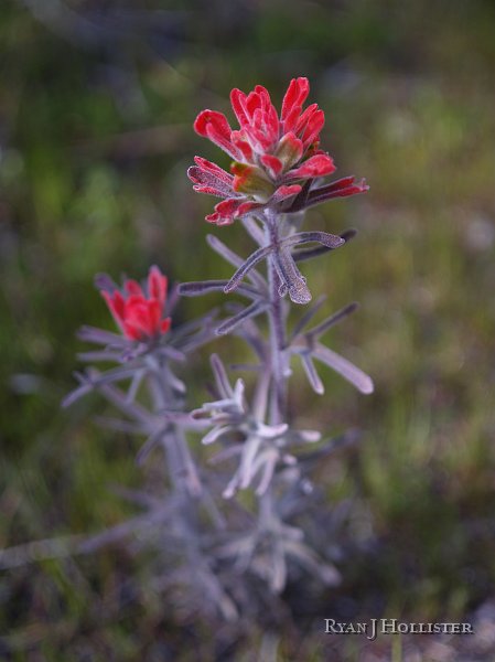 _3147135.JPG - The first paintbrush of the year!  Wildflowers were just starting to thrive thanks to a soaking February.