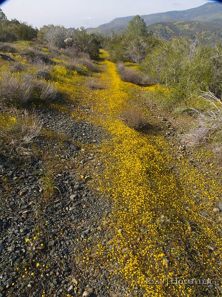 _3147139.JPG - Across the road from the Pine Tree Mine is an unmatched view that gets prettier in the spring with an abundance of flowers.