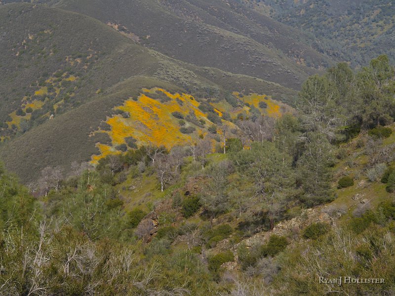 _3147143.JPG - Poppies.   One can also see Half-Dome & Yosemite Valley from this vantage point.  I didn't have a big enough lens to even attempt that.