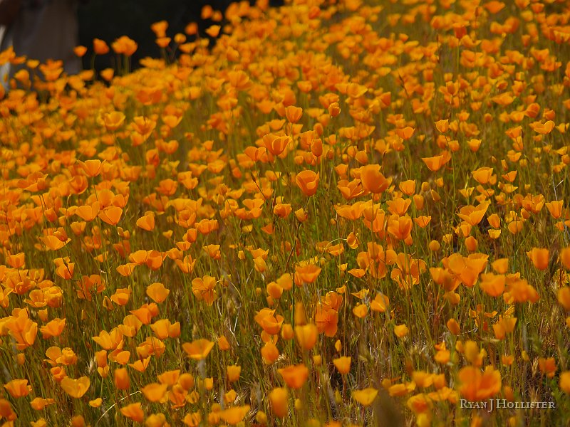 _3147150.JPG - March in the foothills means geology plays second-fiddle to wildflowers.  These are California Golden Poppies.