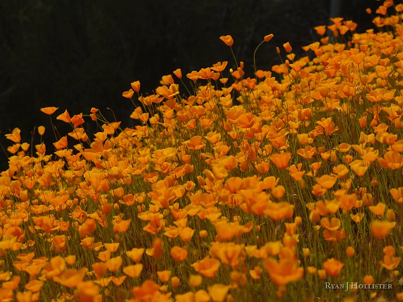 _3147151.JPG - Golden Poppies with a dark backround of bushes.
