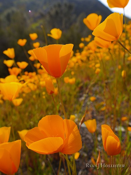 _3147155.JPG - More poppies....