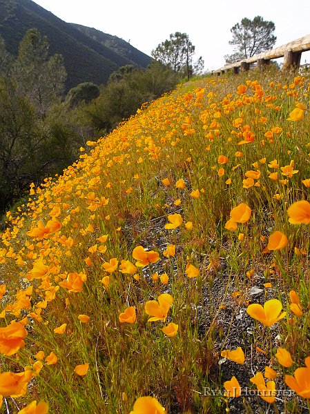 _3147156.JPG - Poppies along the road...