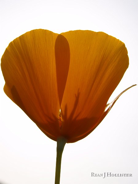 _3147157.JPG - Another highlighted poppy.