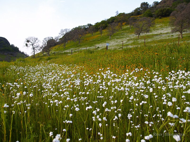 _3147167.JPG - The edge of table mountain, near Jamestown.  The hill is composed of a 9.5 myo latite lava flow that went down the old Stanislaus River channel.  The surrounding areas were eroded away while the more resistant latite stayed behind, creating this inverted topography.  Cruise over to Google Earth and look at this flow.  It's pretty amazing.