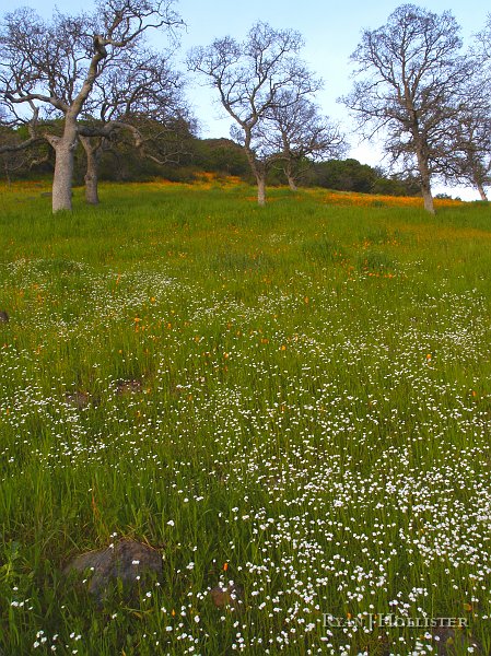 _3147178.JPG - The flowers were just everywhere along Table Mountain.